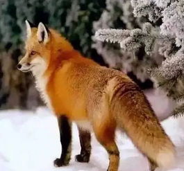 狐狸影视Tv最新版v1.0.1