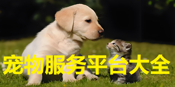 ƽ̨ϼ