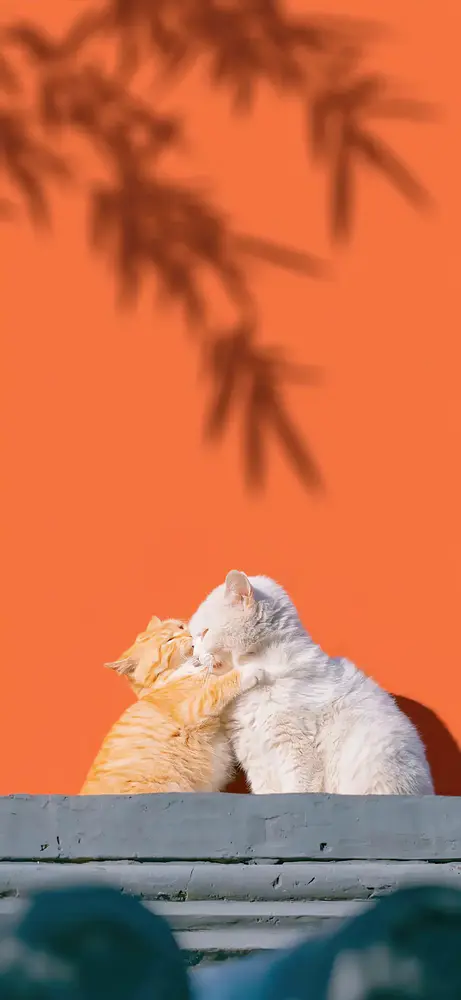 ��ܰè�� ��׿�� �������ͼ