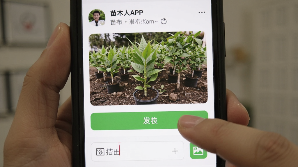 ��ľ��APP���ֻ��ϵ�ʵ�ʲ�����ͼ��չʾ�û����ڷ���һ��������ľ��Ƭ�Ĺ�Ӧ��Ϣ����ָ���ڵ��������ť�������·�������������ͼƬ��ͼ�꣬���廭����ʵ��Ȼ�������������޶���Ԫ�ء�