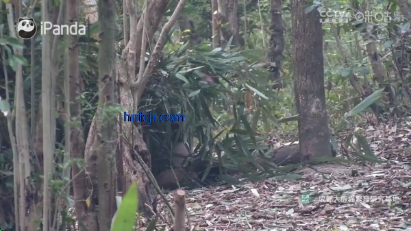 ����ֱ�����Ӱ�2026���°�