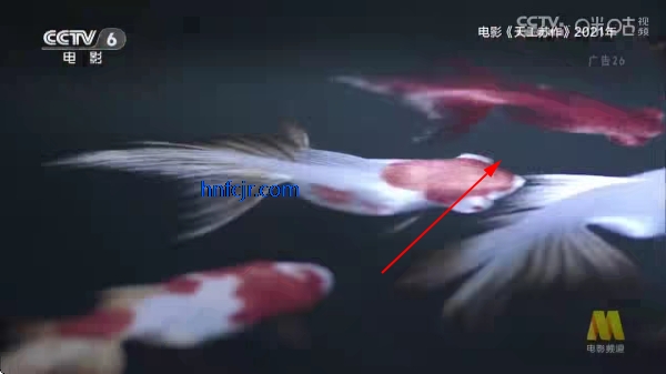 叼毛tv电视版 叼毛tv电视版