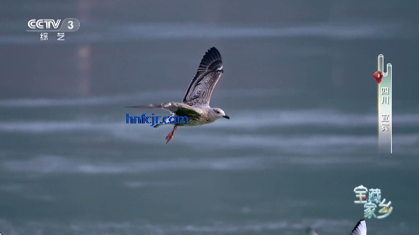 ����TV���Ӱ�