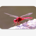 红蜻蜓tv电视直播v1.0 安卓版