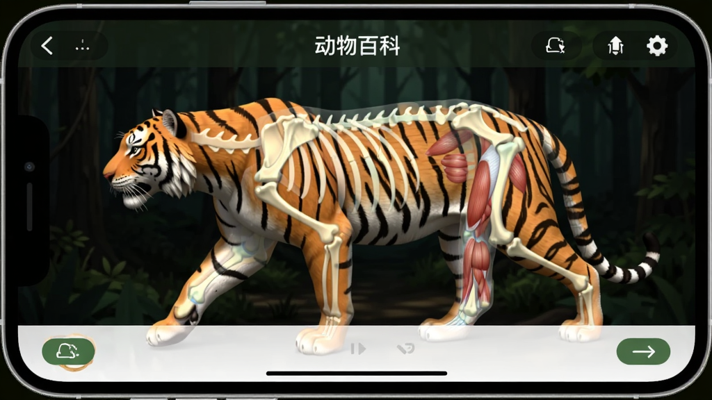 一张手机横屏截图,画面中“动物百科”App正在展示一只3D建模的孟加拉虎,老虎呈行走姿态,周围有半透明的骨骼和肌肉图层叠加,背景是暗色森林,UI按钮简洁,画质干净,无多余元素。