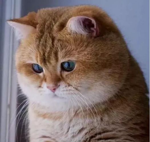Yo���� ��׿�� ���ذ�װ