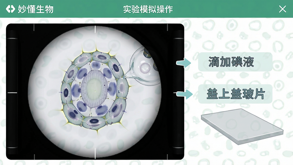 一张展示“妙懂生物”APP内实验模拟操作界面的图片,画面中一个虚拟显微镜视角下的洋葱表皮细胞,旁边有步骤提示文字“滴加碘液”“盖上盖玻片”,界面风格简洁教学风,画质清晰,无多余元素